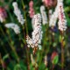 Persicaria affinis 'Kabouter'