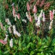 Persicaria affinis 'Kabouter'