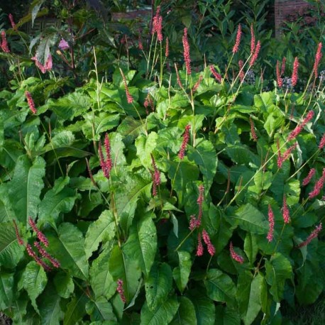 Persicaria amplexicaulis 'Firedance'