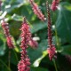 Persicaria amplexicaulis 'Firedance'