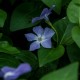 Vinca major