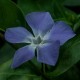 Vinca major