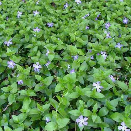 Vinca major