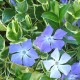 Vinca major 'Variegata'