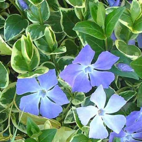 Vinca major 'Variegata'