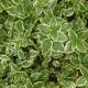 Vinca major 'Variegata'