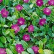 Vinca minor 'Atropurpurea'