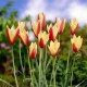 Tulipa clusiana var chrysantha 'Tubergens Gem'