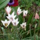 Tulipa clusiana 'Lady Jane'