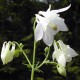 Aquilegia vulgaris 'Alba'