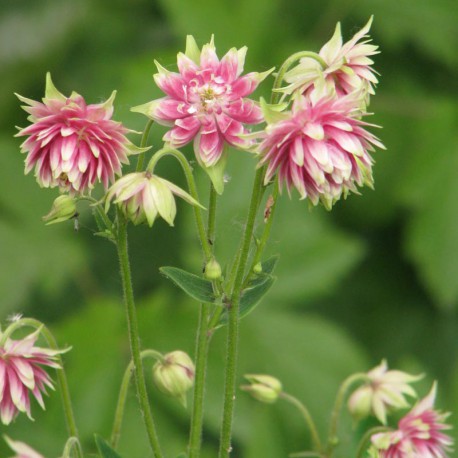 Aquilegia vulgaris 'Barlow Mix'