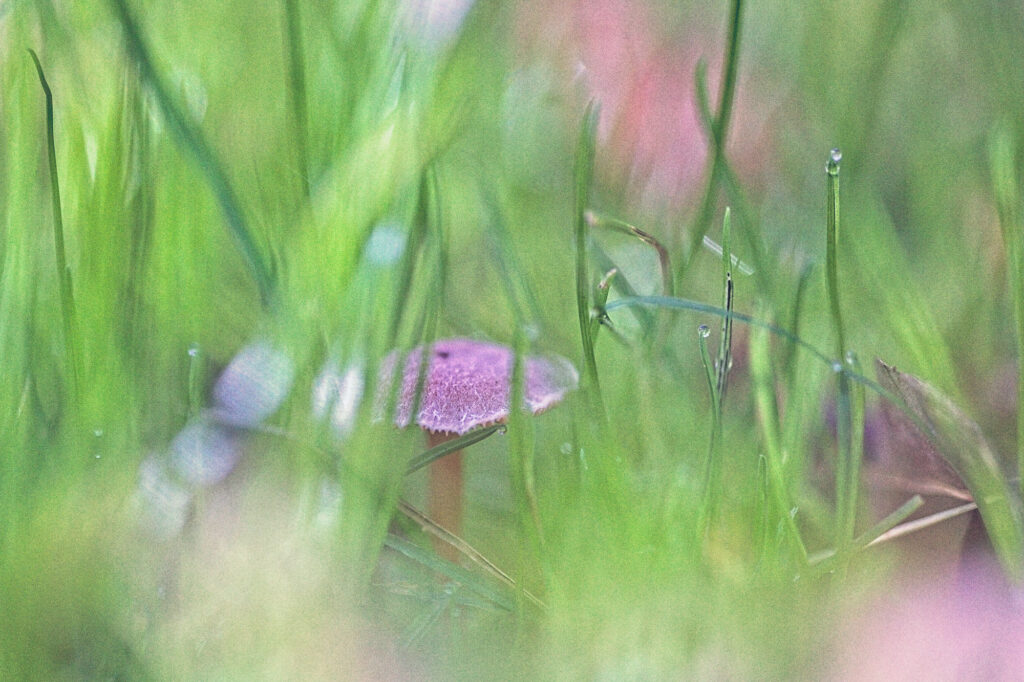 Mushroom in the grass