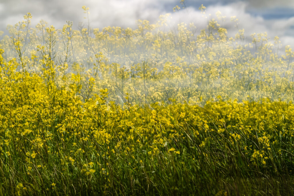 AF-S Nikkor 85mm f/1.8G