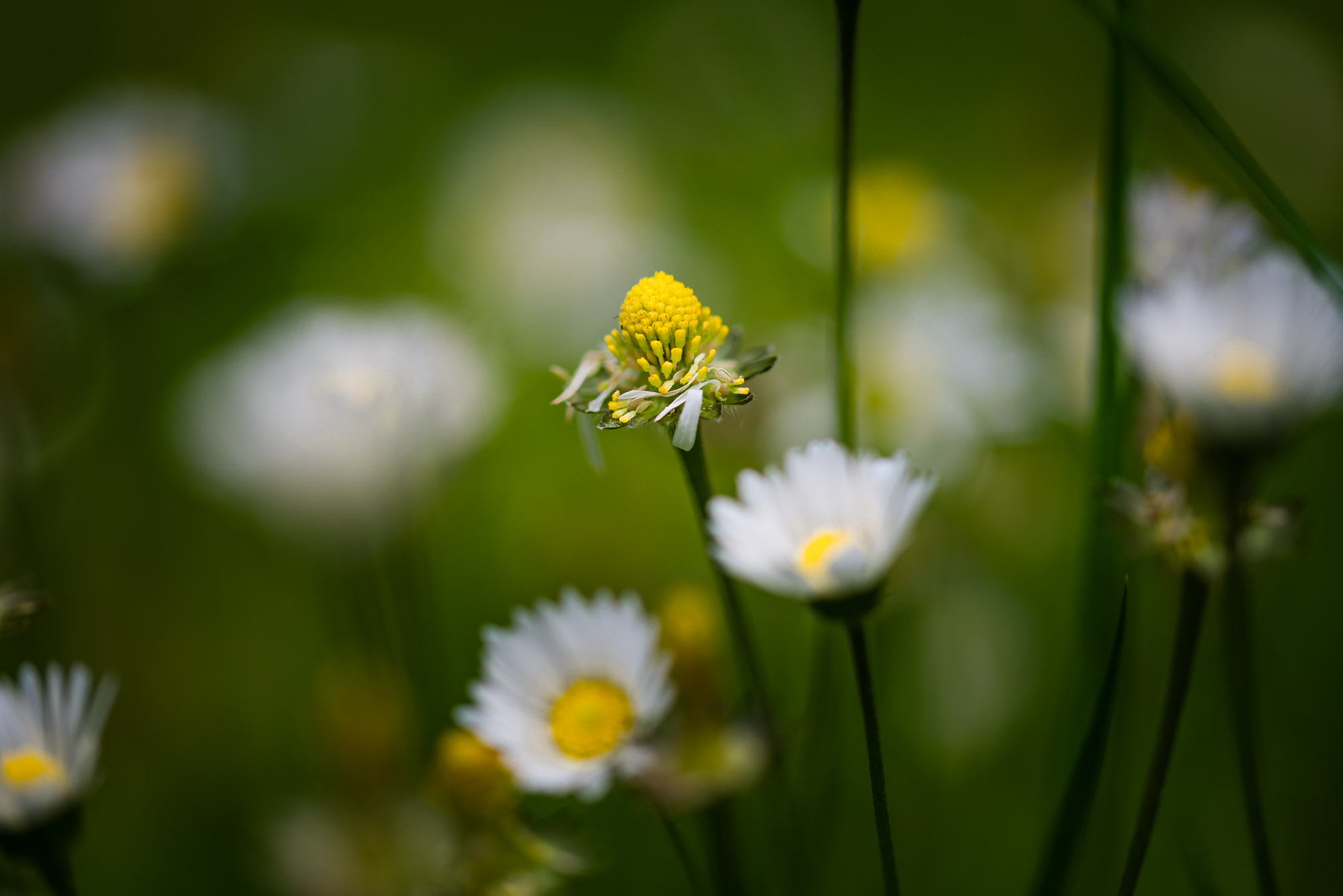 Madeliefje anders bekeken