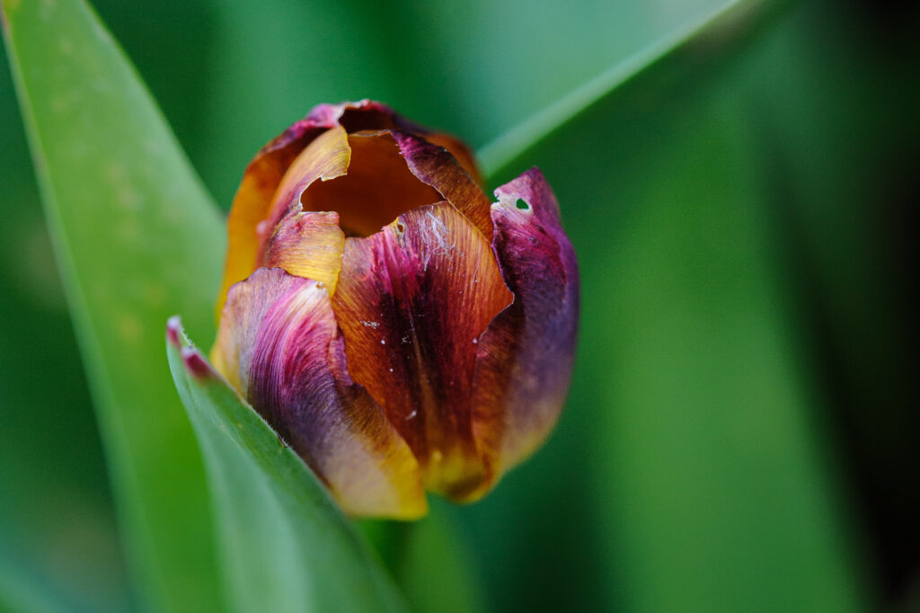 Kleine tulp